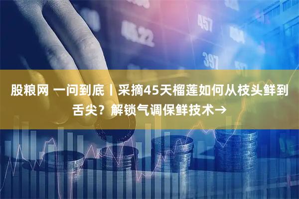 股粮网 一问到底丨采摘45天榴莲如何从枝头鲜到舌尖？解锁气调保鲜技术→