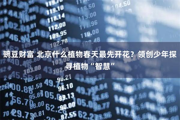 豌豆财富 北京什么植物春天最先开花？领创少年探寻植物“智慧”